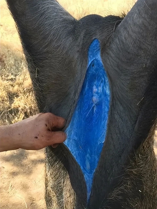 美国加州发现阿凡达色荧光蓝野猪肉 专家：吃老鼠药吃的