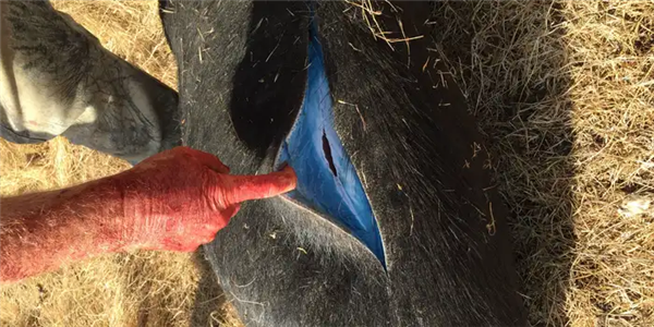 美国加州发现阿凡达色荧光蓝野猪肉 专家：吃老鼠药吃的