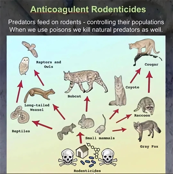 美国加州发现阿凡达色荧光蓝野猪肉 专家：吃老鼠药吃的