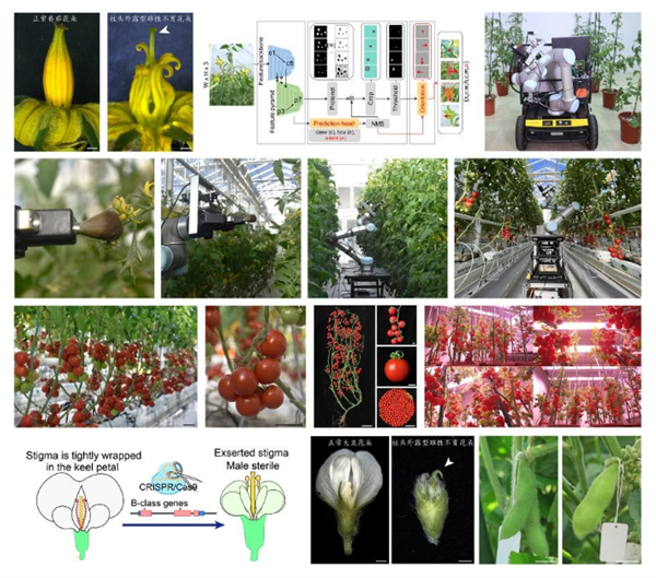 世界首台！自动巡航杂交授粉育种机器人“吉儿”诞生