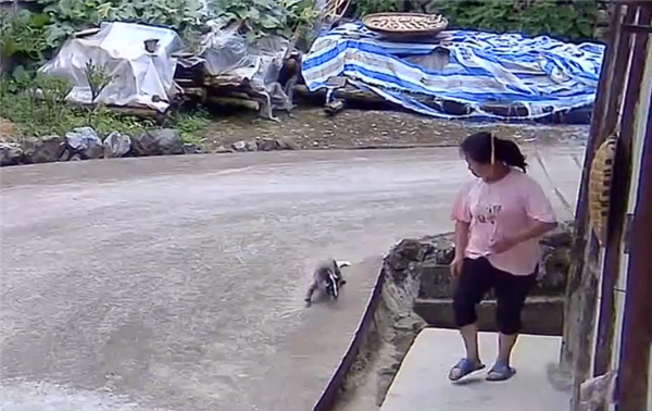 女子家门口遭果子狸袭击：全身多处被咬 缝了很多针