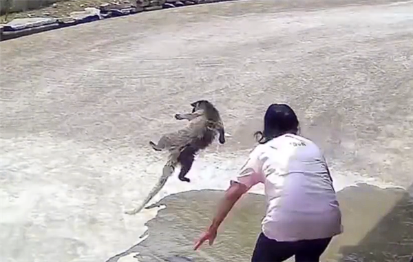 女子家门口遭果子狸袭击：全身多处被咬 缝了很多针