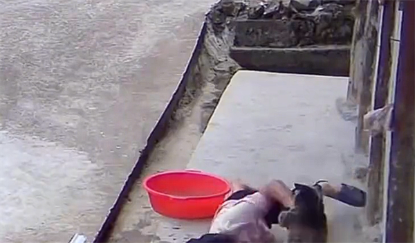 女子家门口遭果子狸袭击：全身多处被咬 缝了很多针