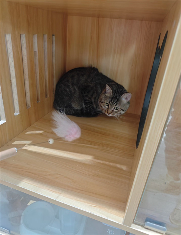 500元起拍的“抵债猫”火了：2600人竞拍 25万人围观