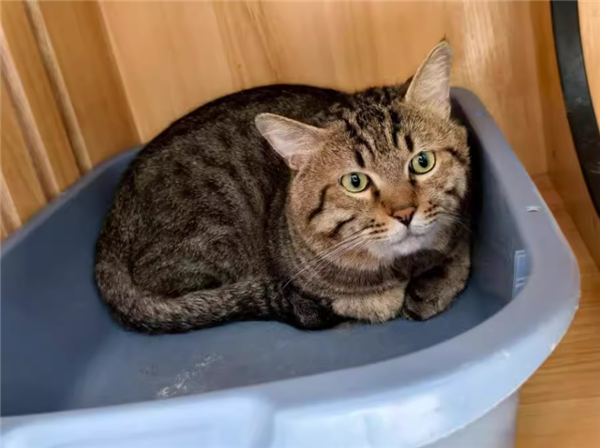 500元起拍的“抵债猫”火了：2600人竞拍 25万人围观