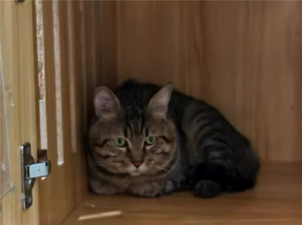 500元起拍的“抵债猫”火了：2600人竞拍 25万人围观