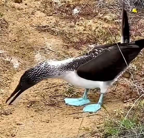 蓝脚鲣鸟的硬核生存技能：时速超97公里“导弹式” 捕鱼！