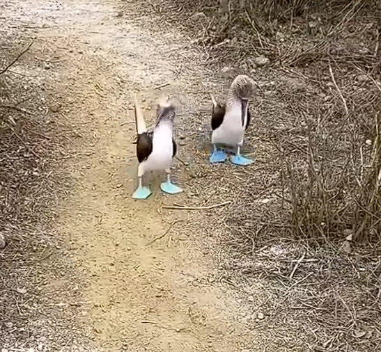 蓝脚鲣鸟的硬核生存技能：时速超97公里“导弹式” 捕鱼！