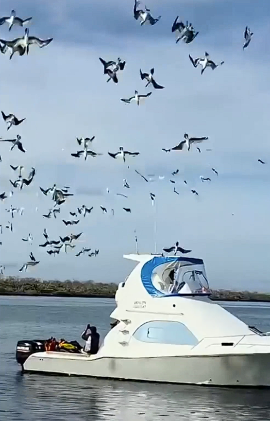 蓝脚鲣鸟的硬核生存技能：时速超97公里“导弹式” 捕鱼！