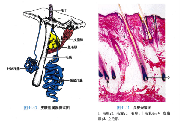 白头发到底能不能拔 真的会越拔越多吗！终于弄清楚了