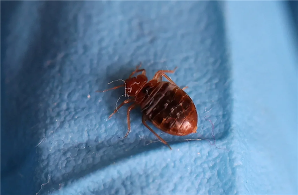 最近臭虫大爆发！注意！注意！注意！