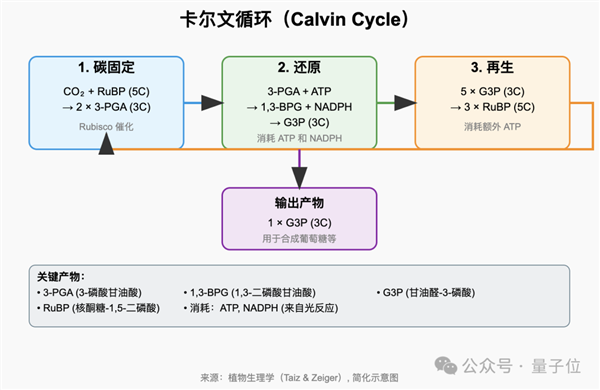 王兴一鸣惊人！美团首个开源大模型追平DeepSeek-V3.1