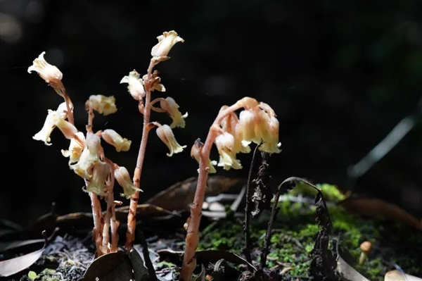 幽冥之花：人一碰就变黑！长得冰清玉洁 却靠打劫维生