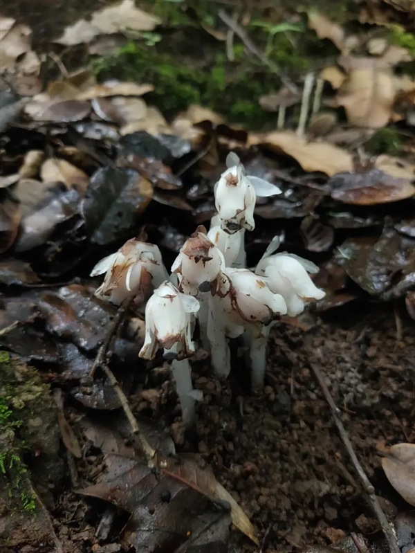 幽冥之花：人一碰就变黑！长得冰清玉洁 却靠打劫维生