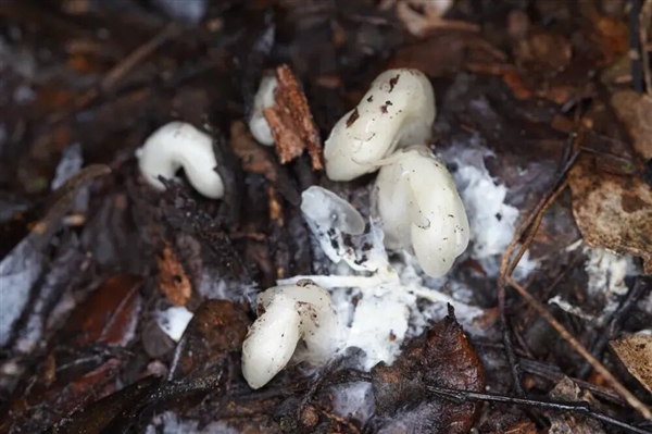 幽冥之花：人一碰就变黑！长得冰清玉洁 却靠打劫维生