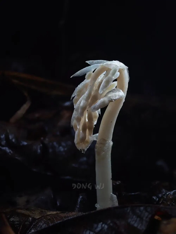 幽冥之花：人一碰就变黑！长得冰清玉洁 却靠打劫维生