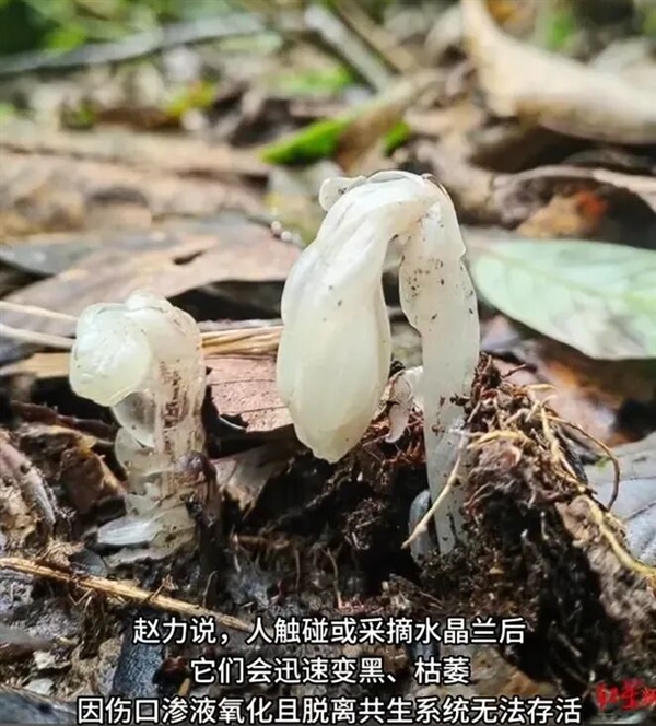 幽冥之花：人一碰就变黑！长得冰清玉洁 却靠打劫维生