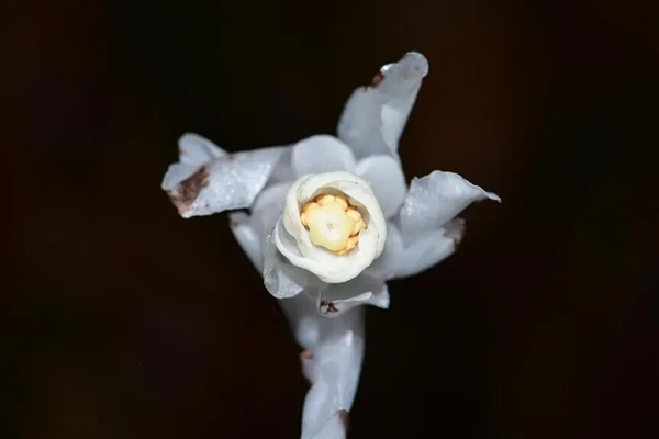 幽冥之花：人一碰就变黑！长得冰清玉洁 却靠打劫维生