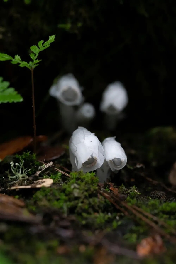 幽冥之花：人一碰就变黑！长得冰清玉洁 却靠打劫维生