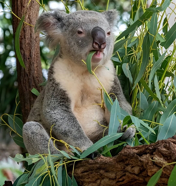 为了生存 澳大利亚考拉逐渐进化成可爱的傻瓜