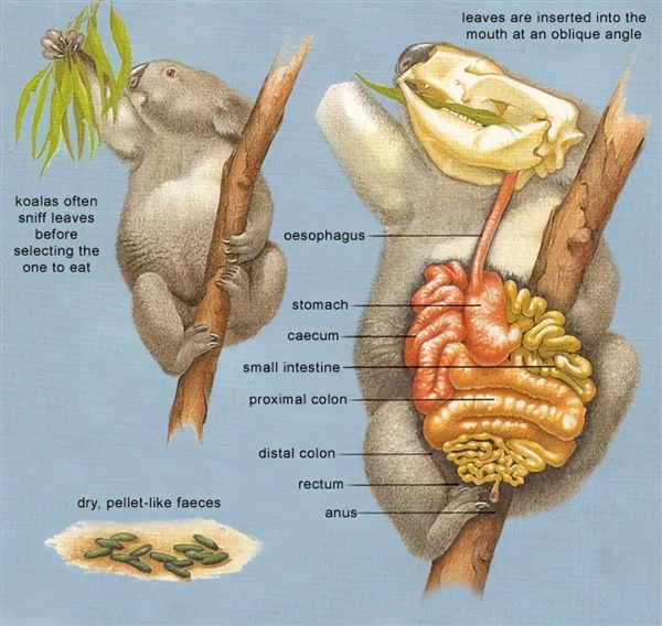 为了生存 澳大利亚考拉逐渐进化成可爱的傻瓜