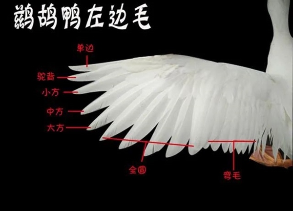 月薪过万 打不起羽毛球 原因竟然和猪有关