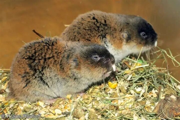 1000多万年后 Y染色体可能要消失 到时男性会怎么样