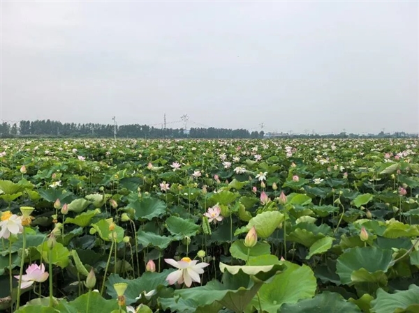 荷花的香味到底来源于哪里