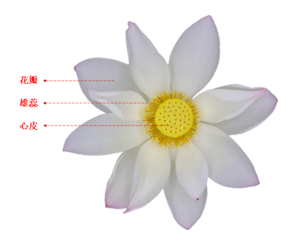 荷花的香味到底来源于哪里