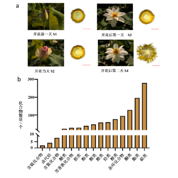 荷花的香味到底来源于哪里