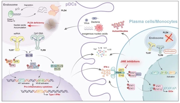 首次证实！红斑狼疮研究取得新突破